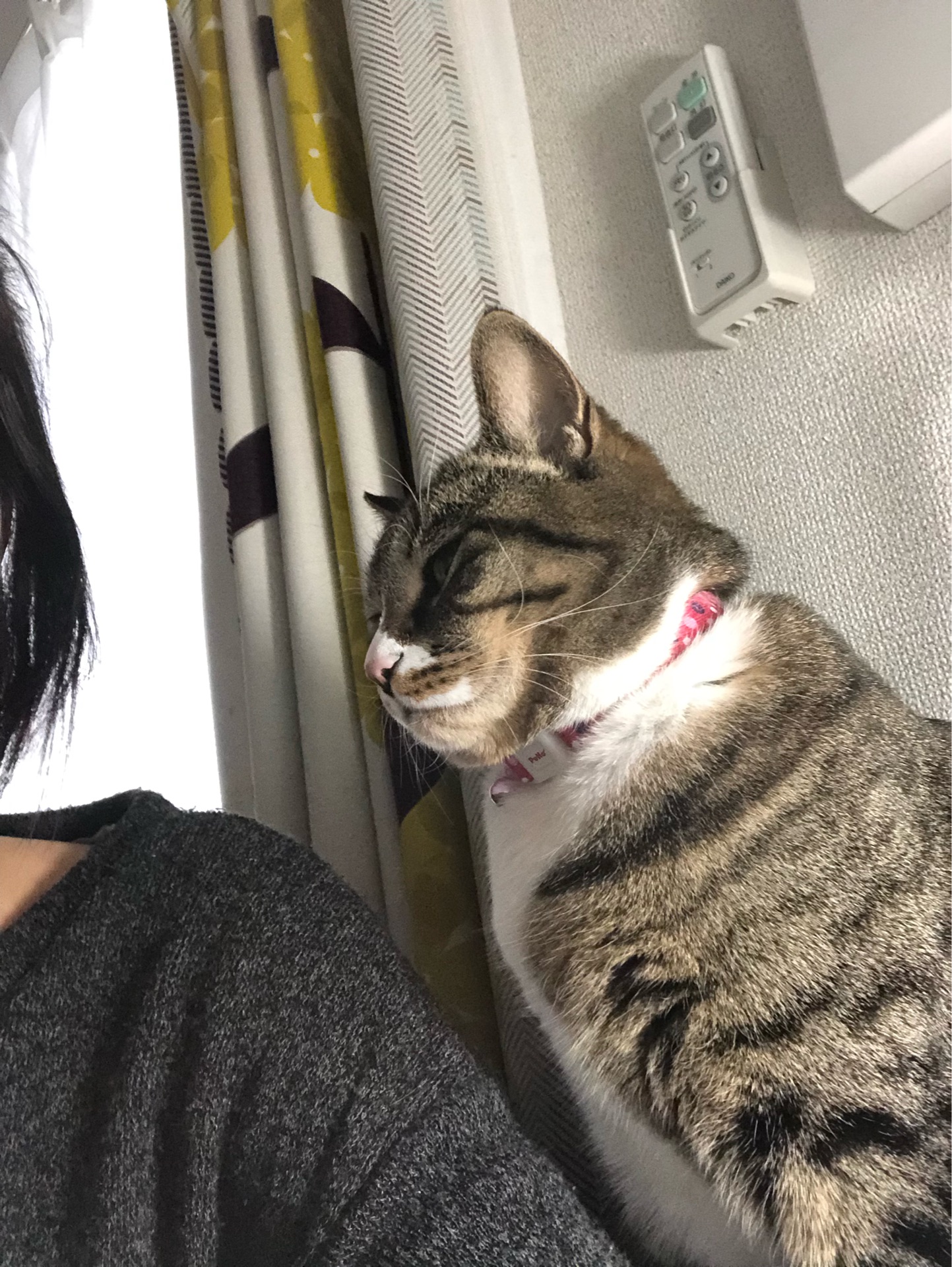 花冷えの日の朝に至福の時 : ドレミの日記 ～no cat no life. I am a 