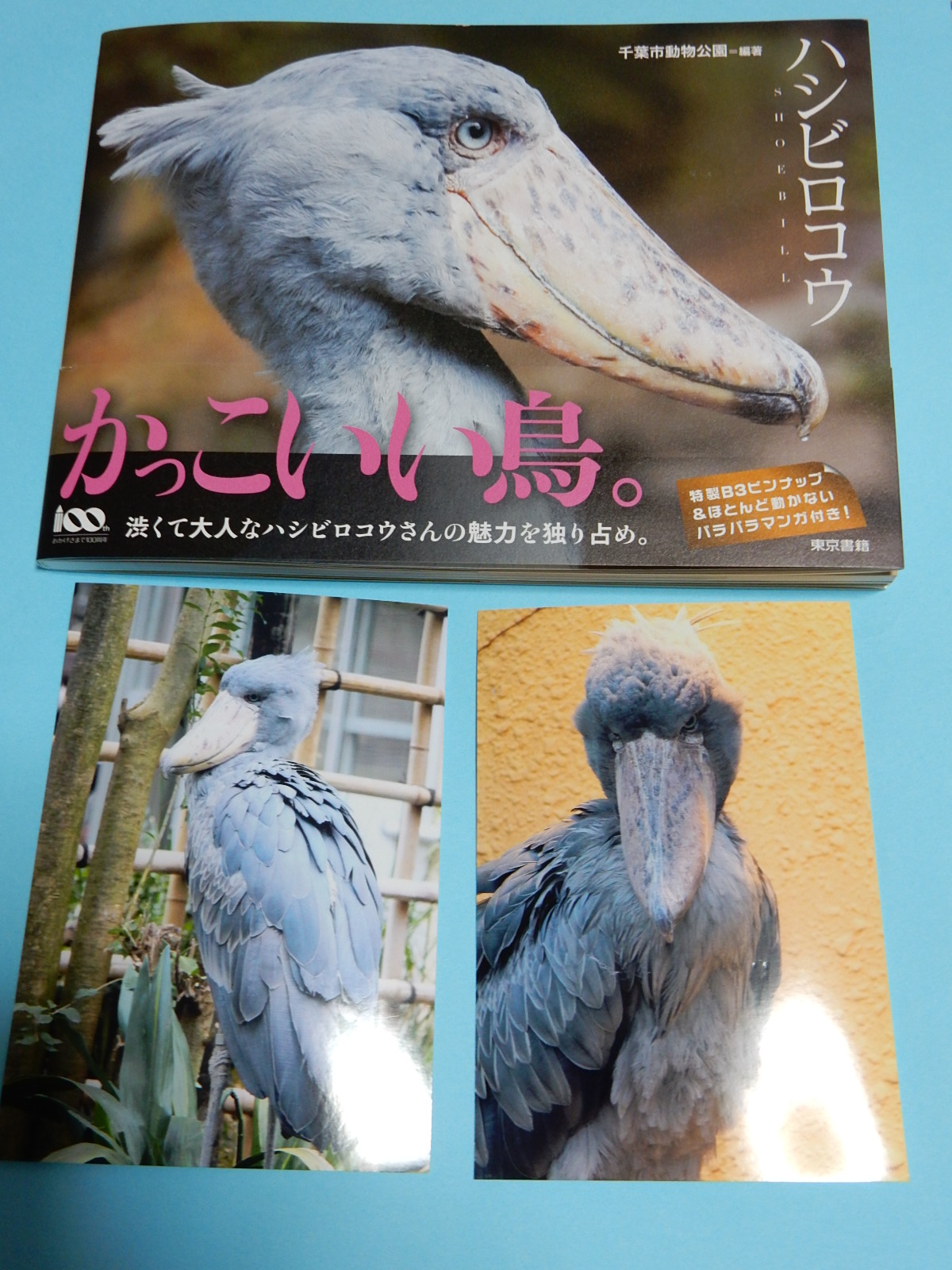 けもフレ効果で人気が更に上昇した ハシビロコウの写真集をレビュー 趣限無 けもフレ効果で人気が更に上昇した ハシビロコウの写真集をレビュー 趣限無