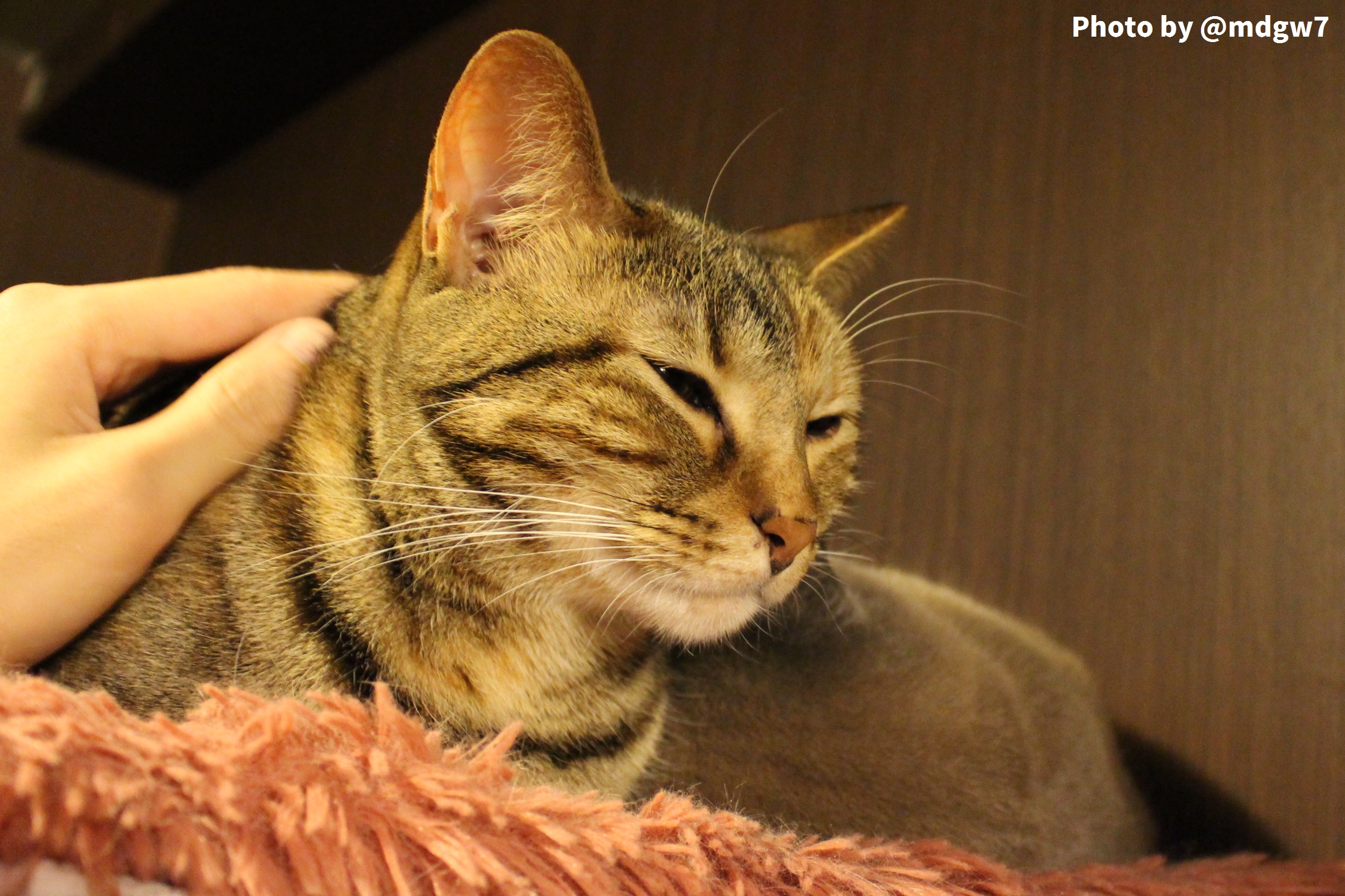 和室もある秋葉原の猫カフェ Nyanny 趣限無 和室もある秋葉原の猫カフェ Nyanny 趣限無