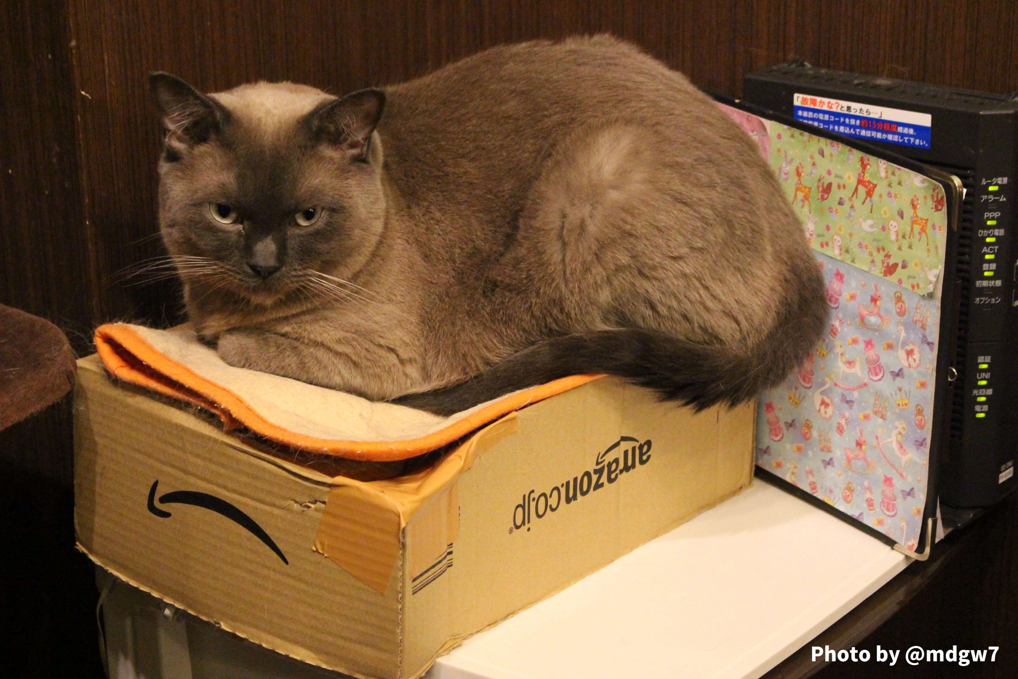 和室もある秋葉原の猫カフェ Nyanny 趣限無 和室もある秋葉原の猫カフェ Nyanny 趣限無
