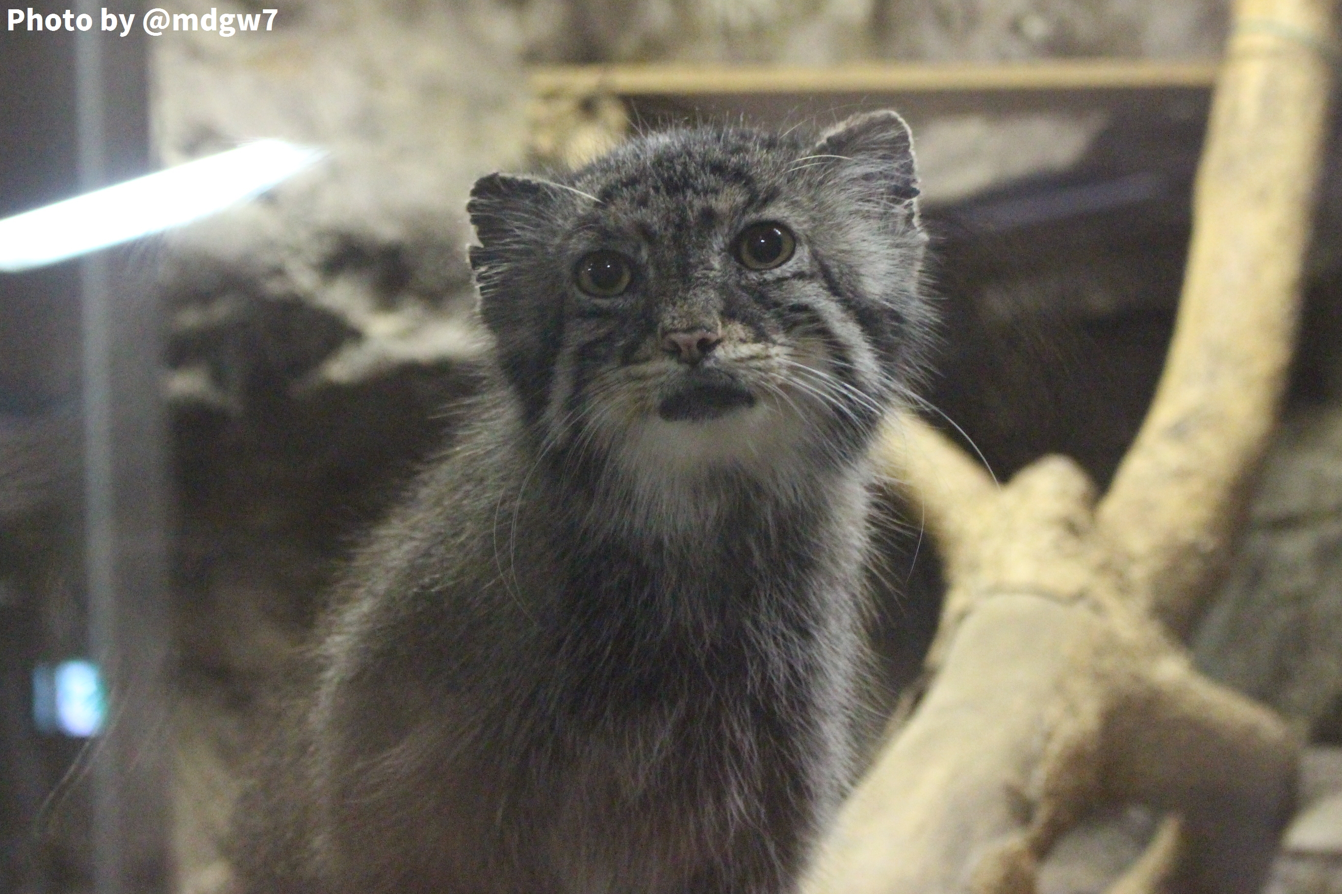 マヌルネコを上野動物園で撮ってきました 趣限無