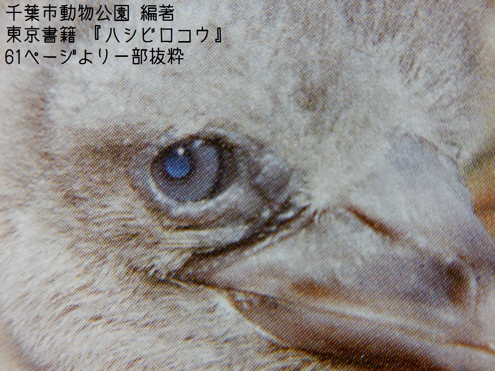 けもフレ効果で人気が更に上昇した ハシビロコウの写真集をレビュー 趣限無