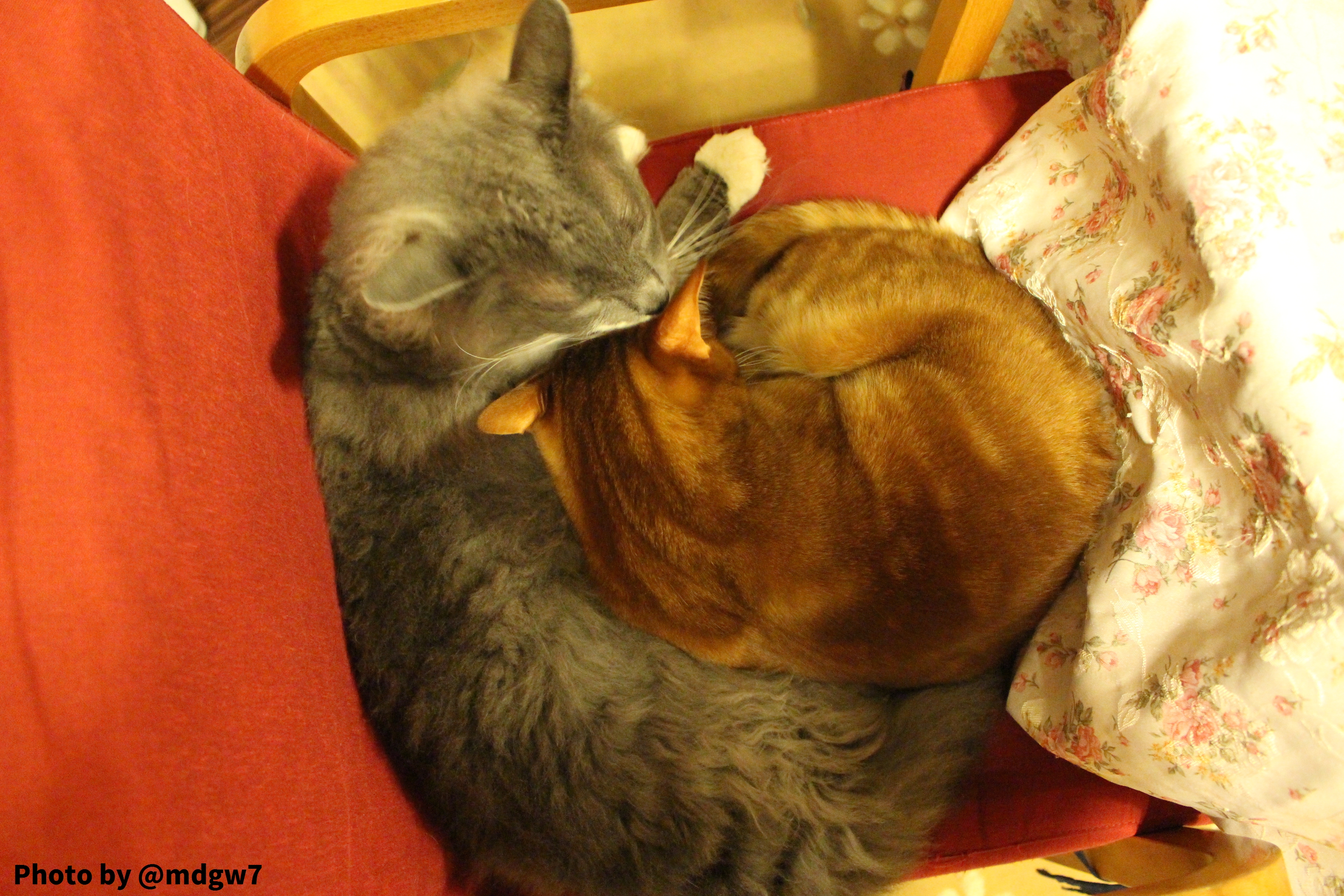 和室もある秋葉原の猫カフェ Nyanny 趣限無 和室もある秋葉原の猫カフェ Nyanny 趣限無
