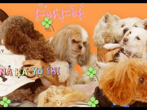 お台場でプリクラ ペットモデル フック 小雪 アニマル プロダクションm Dogs お台場でプリクラ ペットモデル フック 小雪 アニマル プロダクションm Dogs