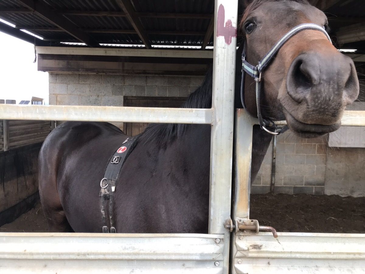 オーストラリアタスマニア 競走馬 馬主