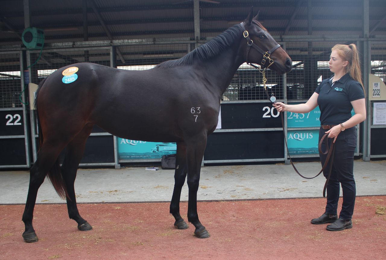 オーストラリアタスマニア 競走馬 馬主