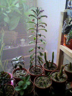 不死鳥錦 紅葉 リアル多肉植物育成ゲーム