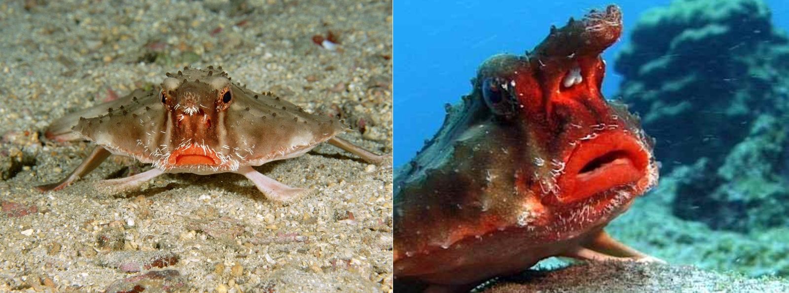 奇妙な顔の生物トップ10 閲覧注意 海外ネタつれずれ