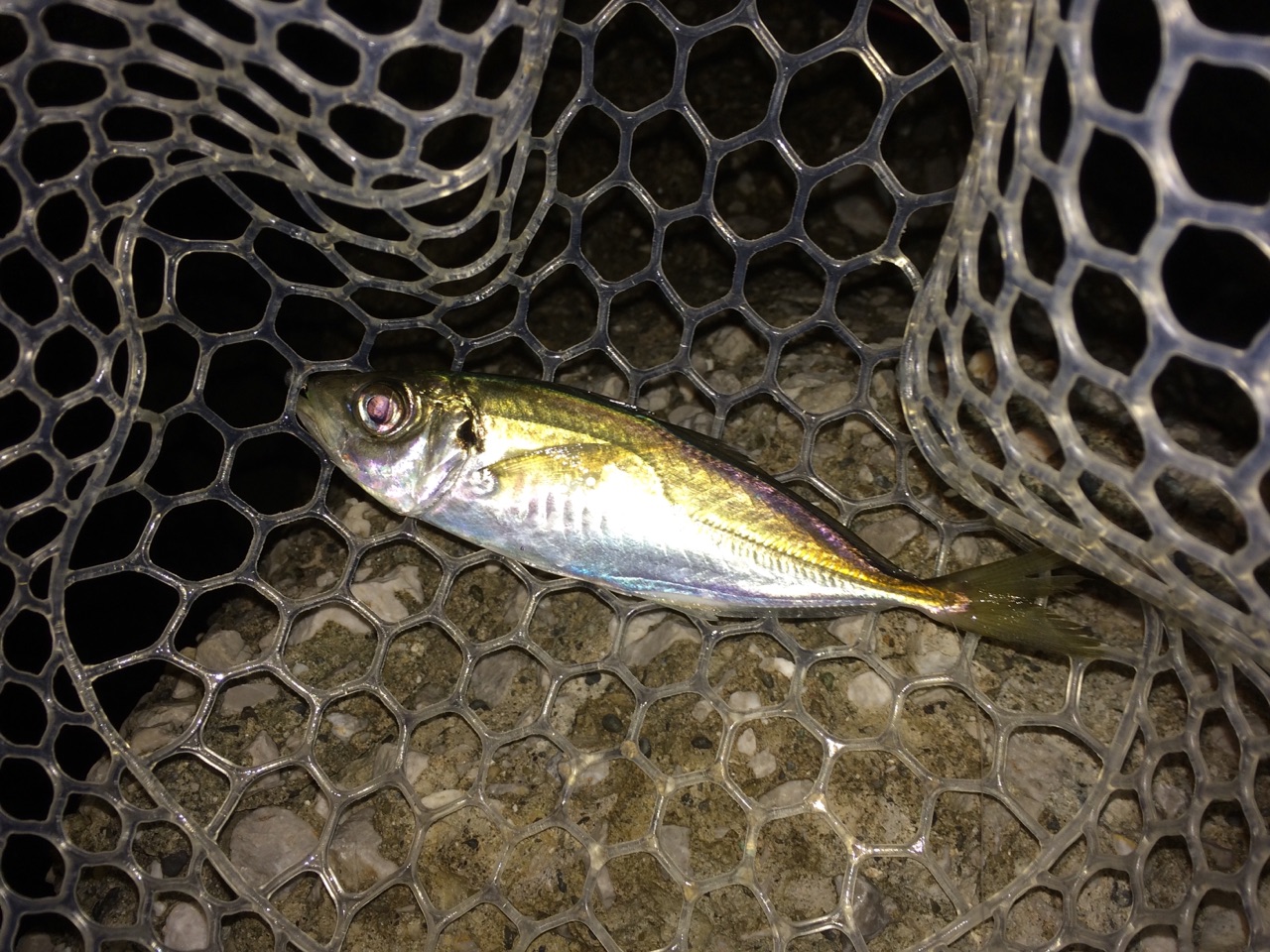 11月26日アジング メバリング釣行 メバリング In 東京湾