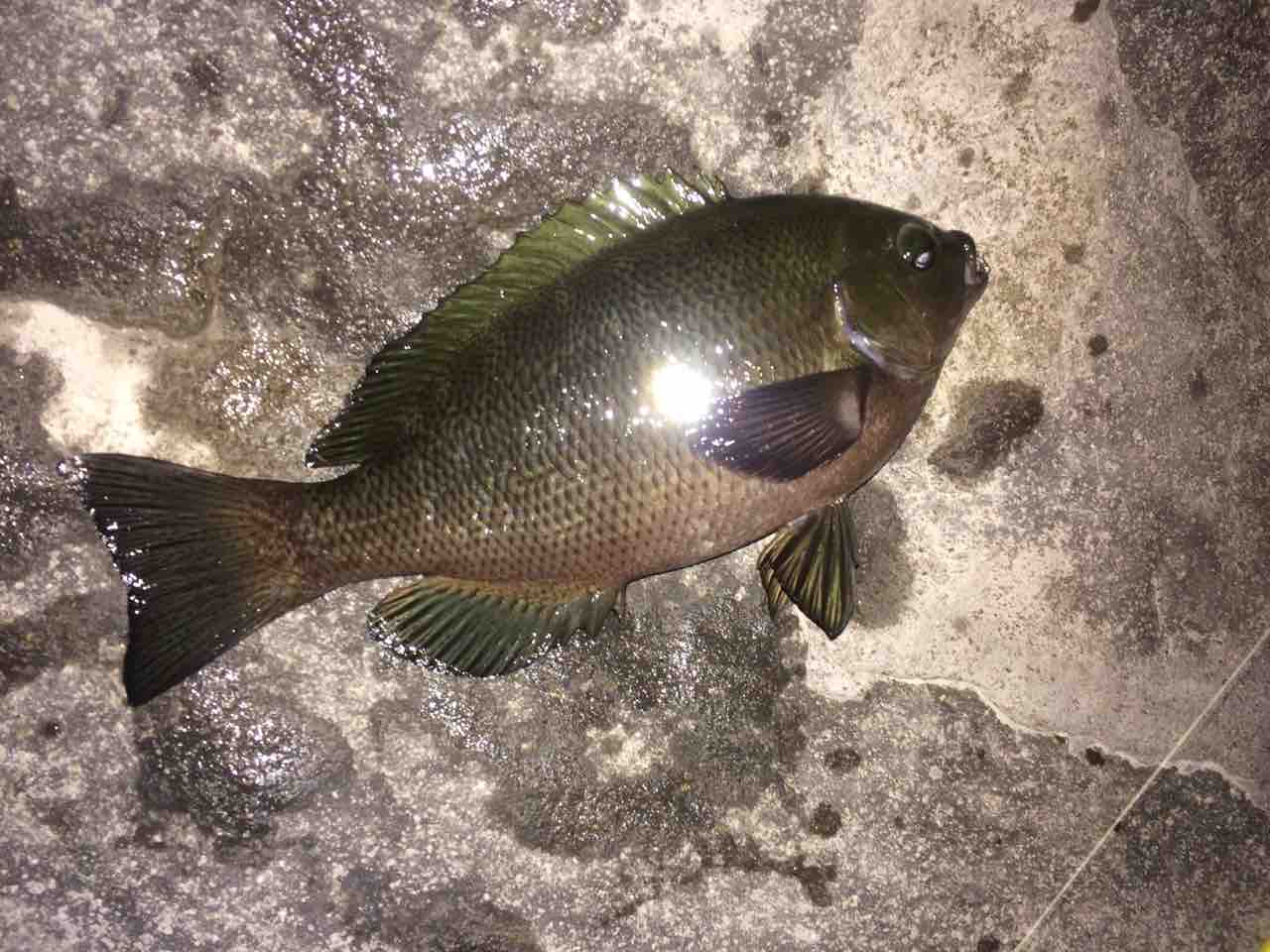 FullSizeRender
