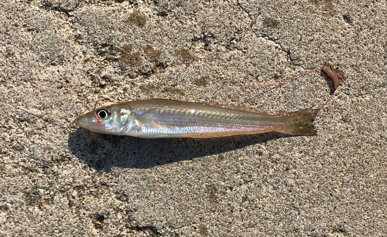 冨具崎漁港 キスも始まりました 初心者が一から釣りを始める 冨具崎漁港 キスも始まりました 初心者が一から釣りを始める