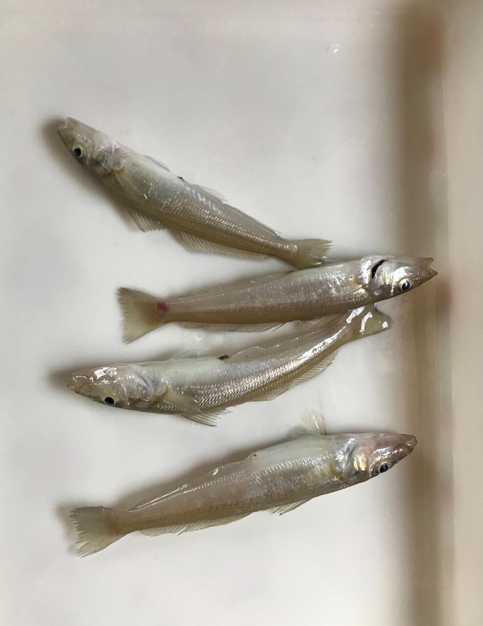 冨具崎漁港 パワーイソメでキス釣り 初心者が一から釣りを始める