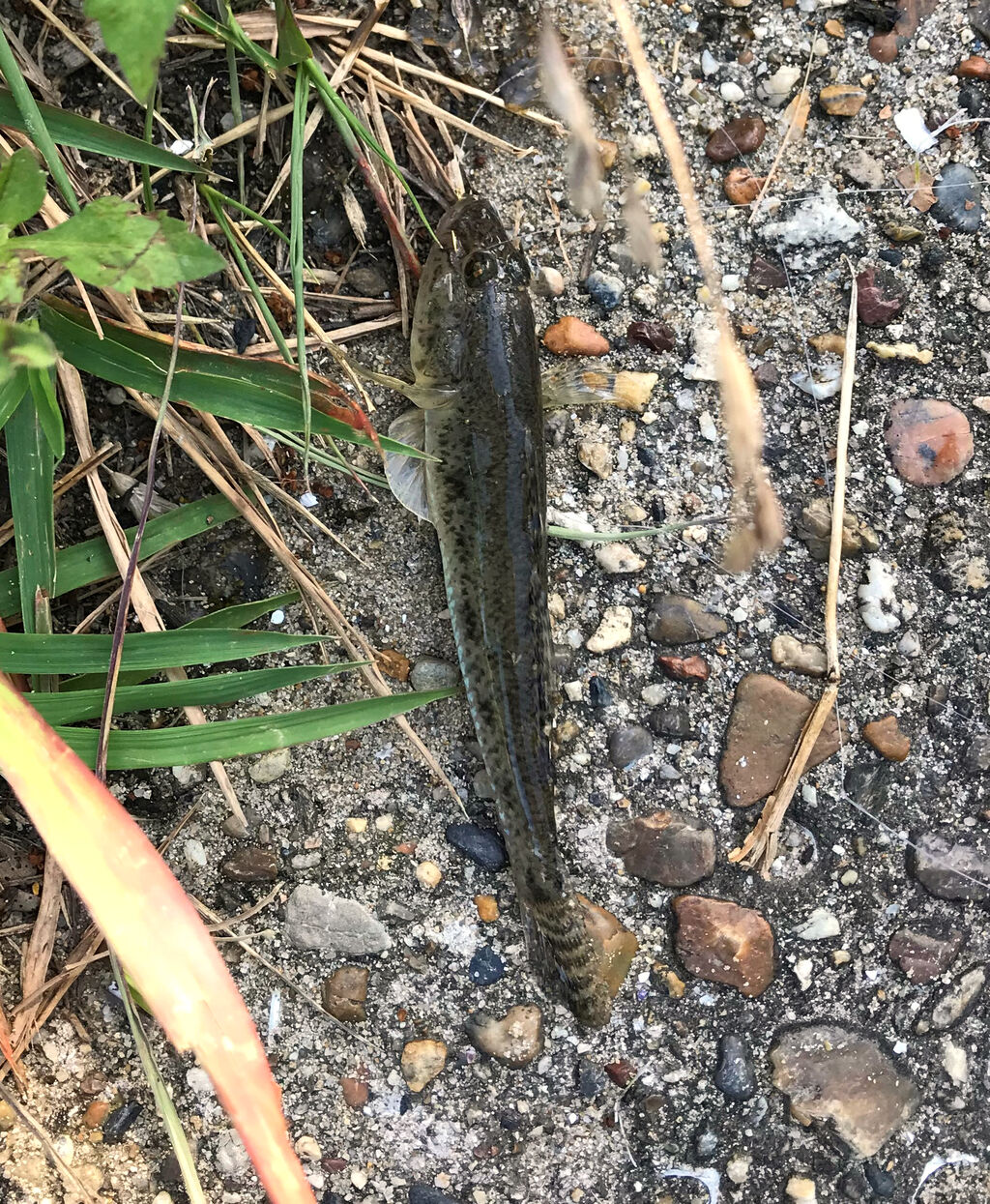 日長川 珍味でハゼ釣り 苅屋漁港 初心者が一から釣りを始める