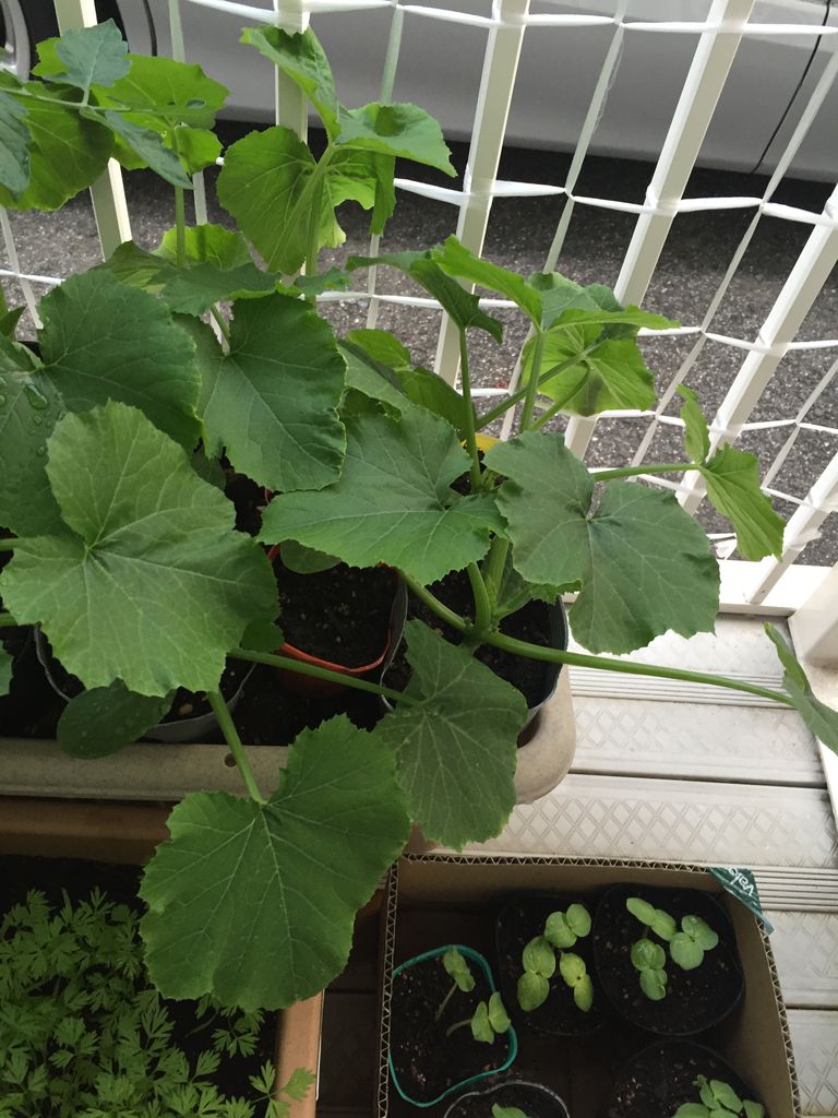 ズッキーニの育て方