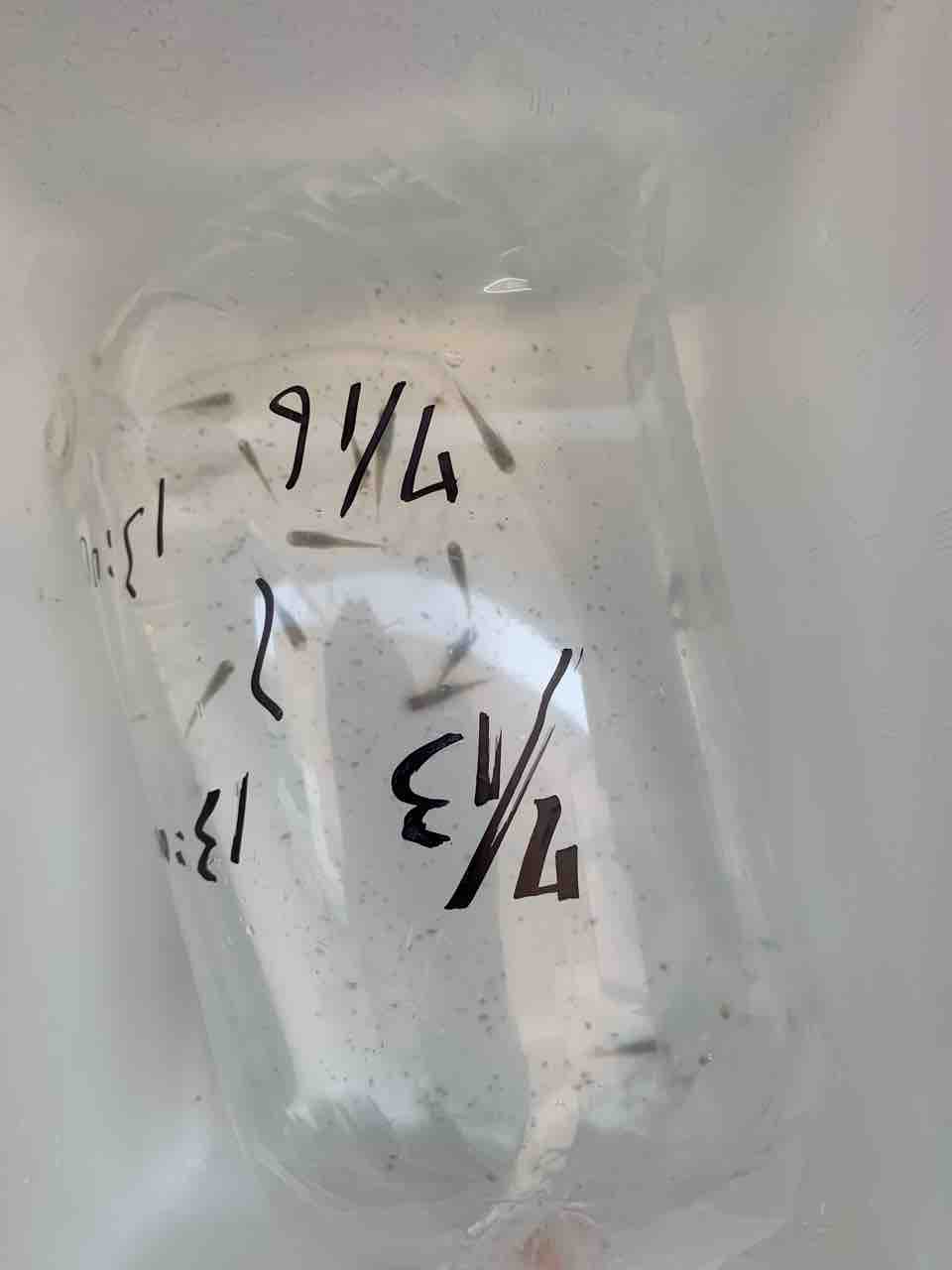 続々メダカ輸送の研究 W ふぉおぉおお 幸猫メダカ 続々メダカ輸送の研究 W ふぉおぉおお 幸猫メダカ