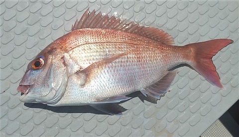 IMG_20200813_113057 (2)