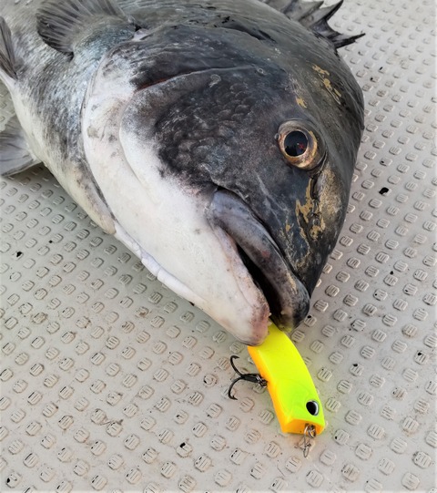 DSC_0062 (2)