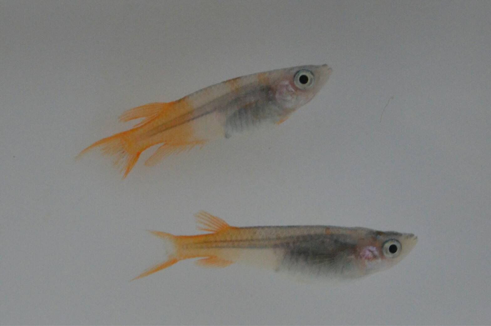 メダカ飼育について 1 めだか交流会ｉｎ 愛媛のblog