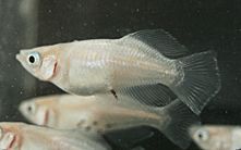19c2f444