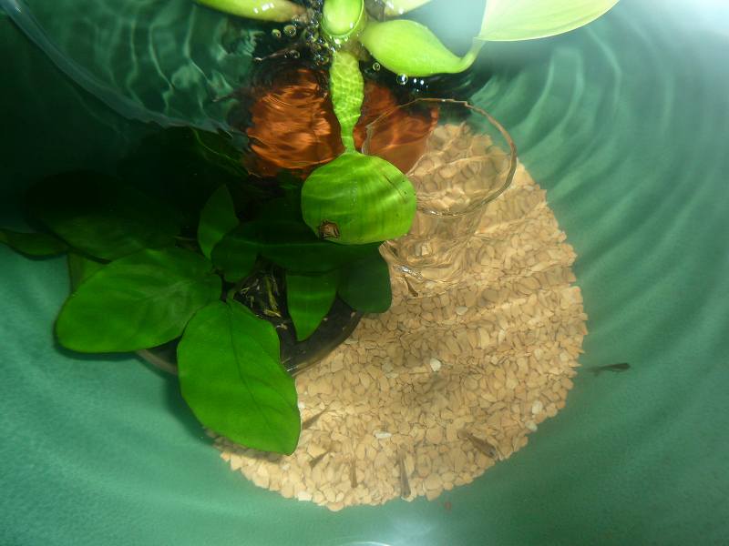 子金魚小水鉢 まいにちビオトープ