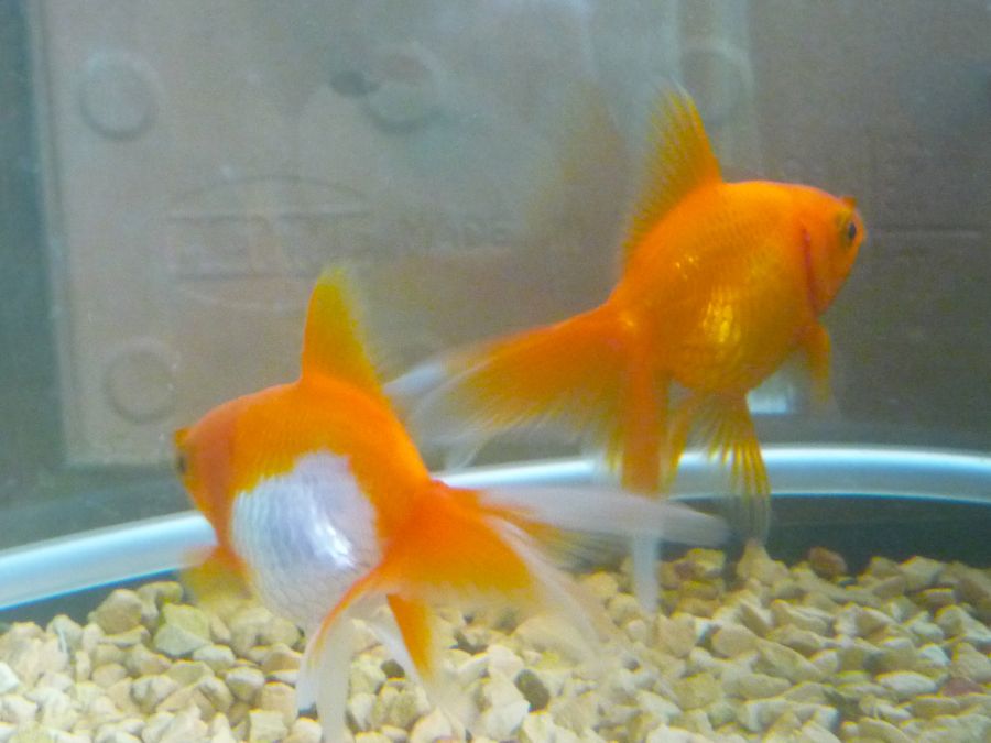 金魚水槽ご機嫌伺い まいにちビオトープ