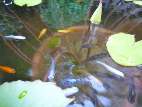 暴れ金魚と熟睡親子 まいにちビオトープ