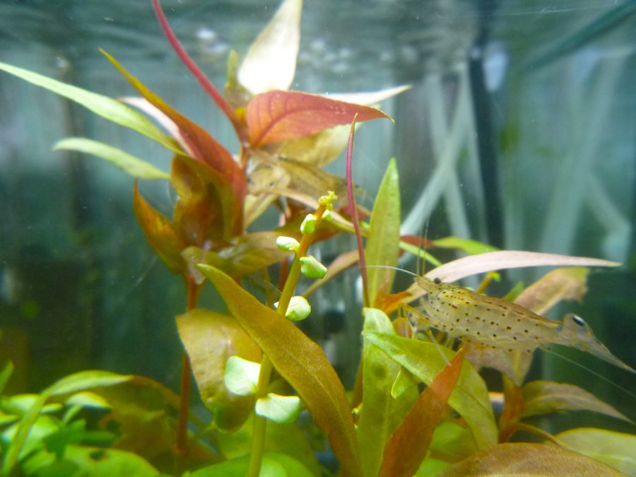 金魚水槽ご機嫌伺い まいにちビオトープ 金魚水槽ご機嫌伺い まいにちビオトープ