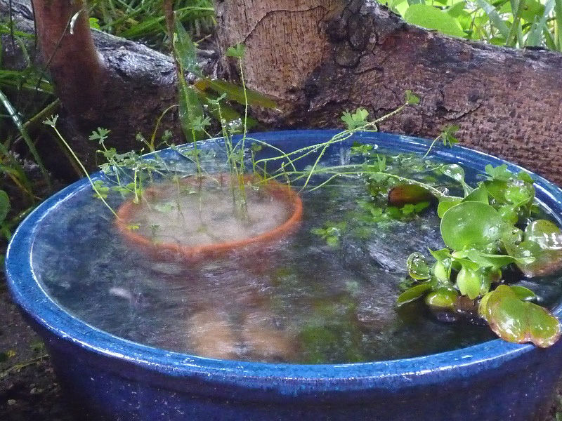 雨の日のメダカ まいにちビオトープ 雨の日のメダカ まいにちビオトープ