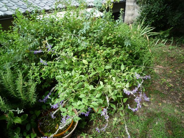 acd00366.jpg