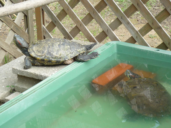 水棲カメの飼い方 冬越し 冬眠 まいにちビオトープ