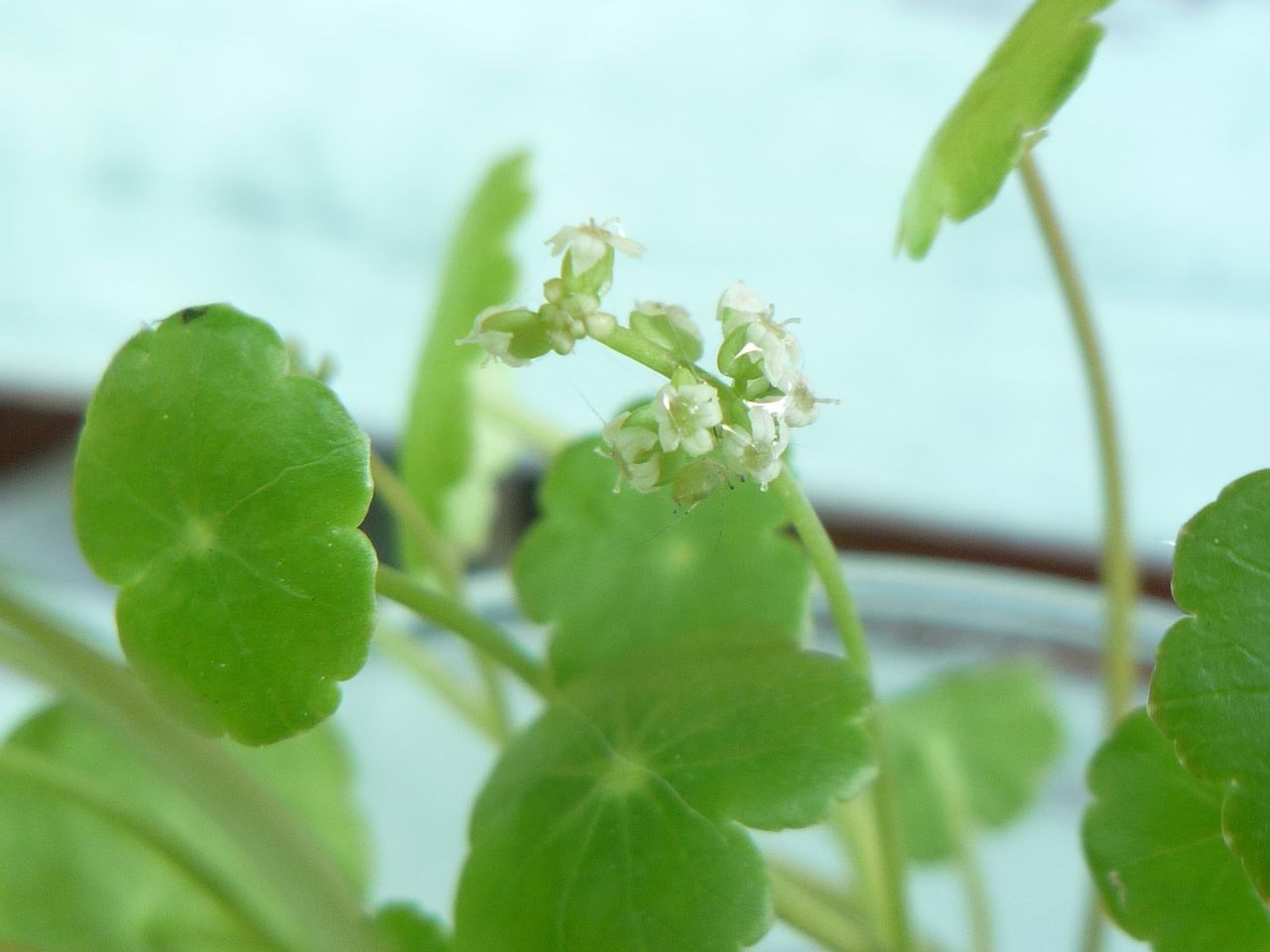 なんのかんの言っても大好きなウォーターマッシュルーム まいにちビオトープ なんのかんの言っても大好きなウォーターマッシュルーム まいにちビオトープ