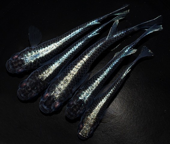 極ブラック めだか男鹿半島 秋田 男鹿