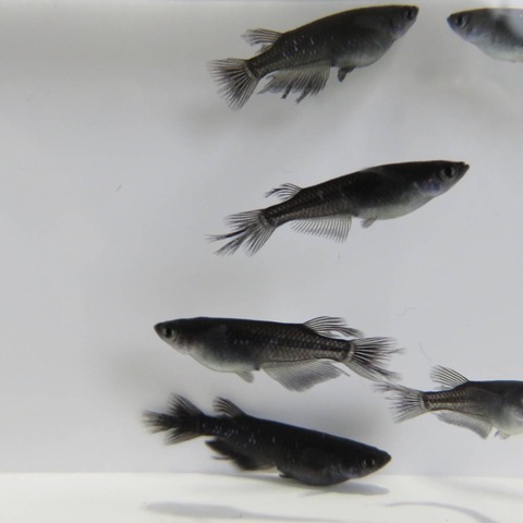 オロチヒレナガ めだか男鹿半島 秋田 男鹿