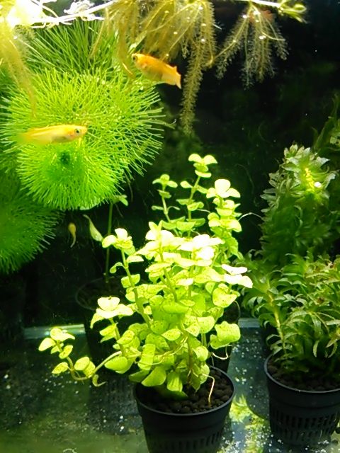 メダカしかだめ