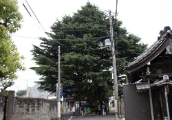 ヒマラヤスギ