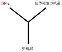 個体発生の軌道