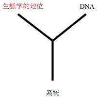 生態学的地位と系統