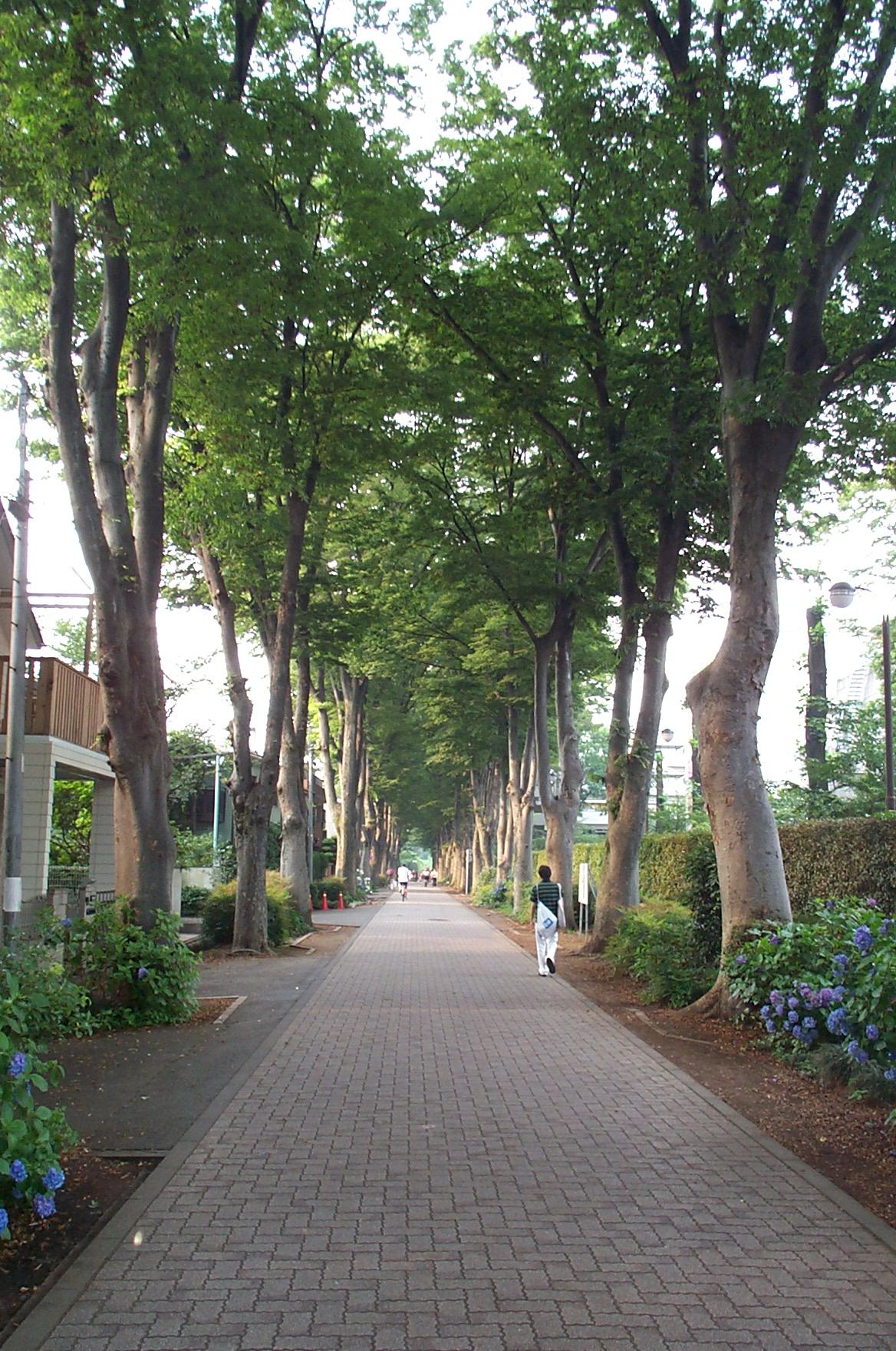 成蹊大学の欅並木 メディアの棚