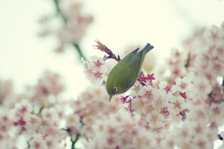 桜_出張面談_メディブリッジ