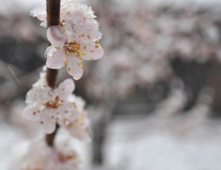 flowers_in_the_snow_204642[1]