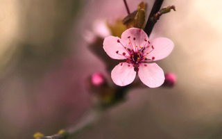 cherry-blossom