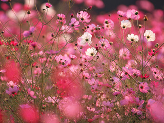 cosmos_FLOWER