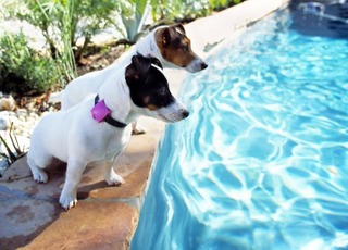 dog-pool-alarm-500x359