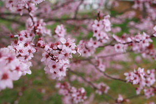 plum-tree-spring