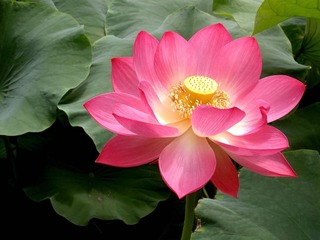 lotus_1