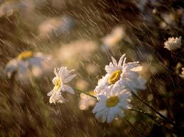 rain_flower