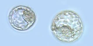 blastcyst_embryo