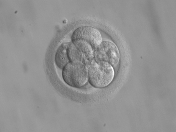 Embryo,_8_cells