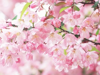 Cherry-blossom-petals