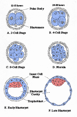 Blastocyst